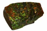 Iridescent Ammolite (Fossil Ammonite Shell) - Alberta, Canada #147474-1